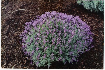 French Lavender